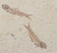 Fossil Fish (Knightia) Plate With Four Fish - Wyoming #111251-1